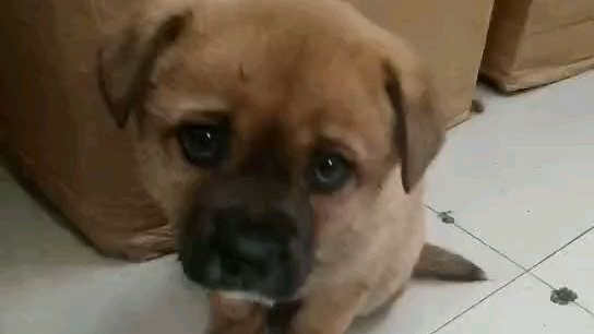 小土狗子嘤嘤嘤